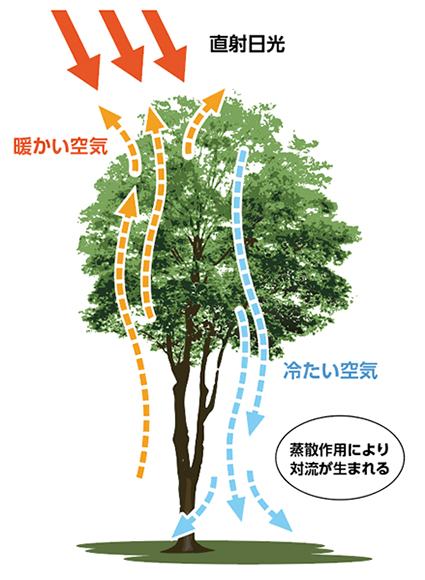 樹木の蒸散作用