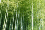 日本人の暮らしと竹