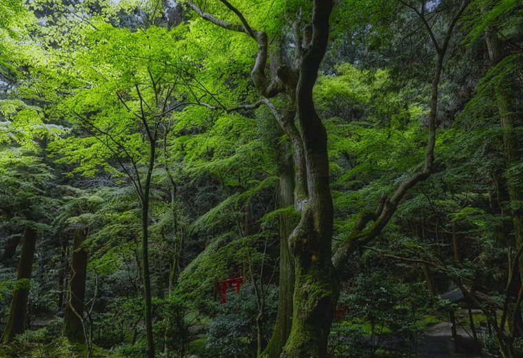 窓から森が見える家