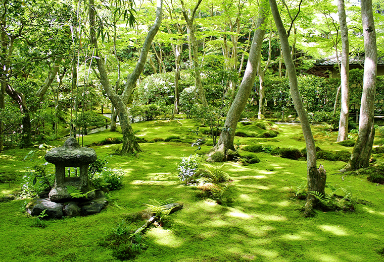 苔の魅力