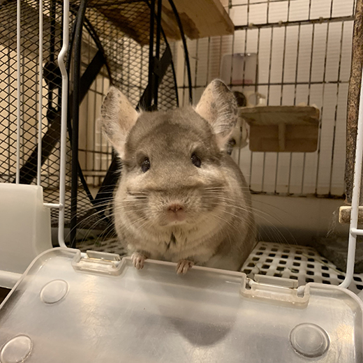 ペットにやさしい家