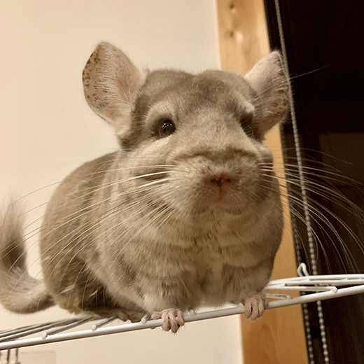 ペットにやさしい家