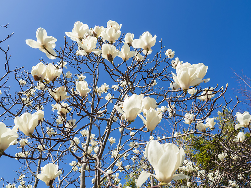 ハクモクレンの花