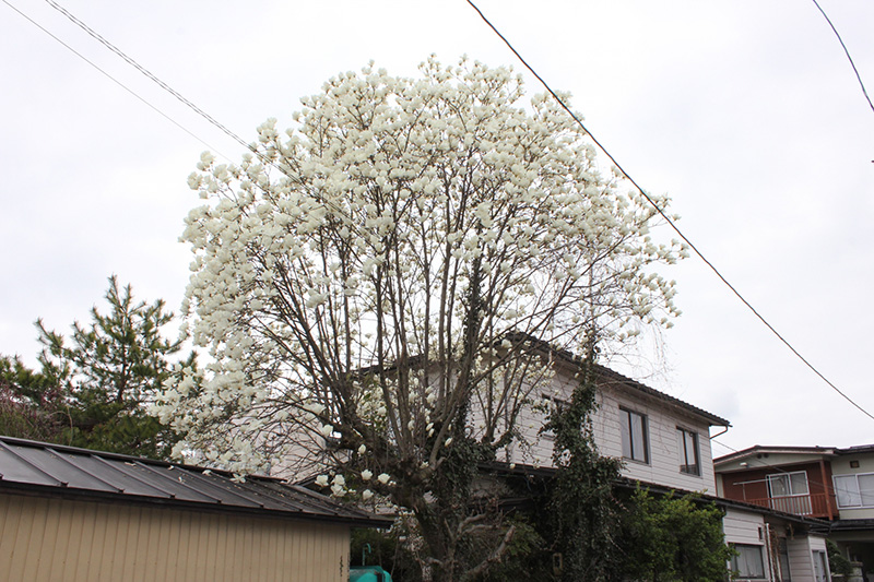屋根を超える高さに育ったハクモクレンの木