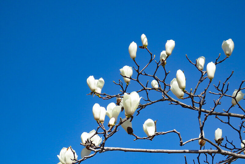 ハクモクレンの花