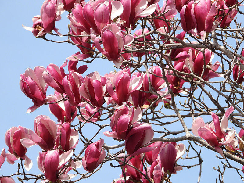 モクレン・シモクレンの花