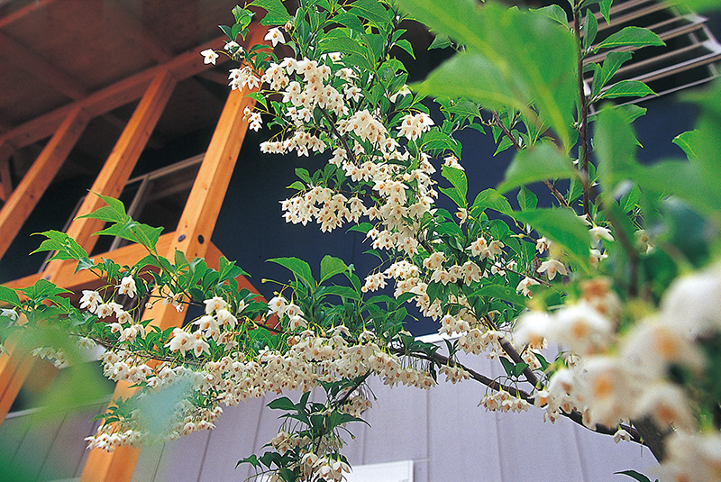 花が咲いた雨楽な家の庭木
