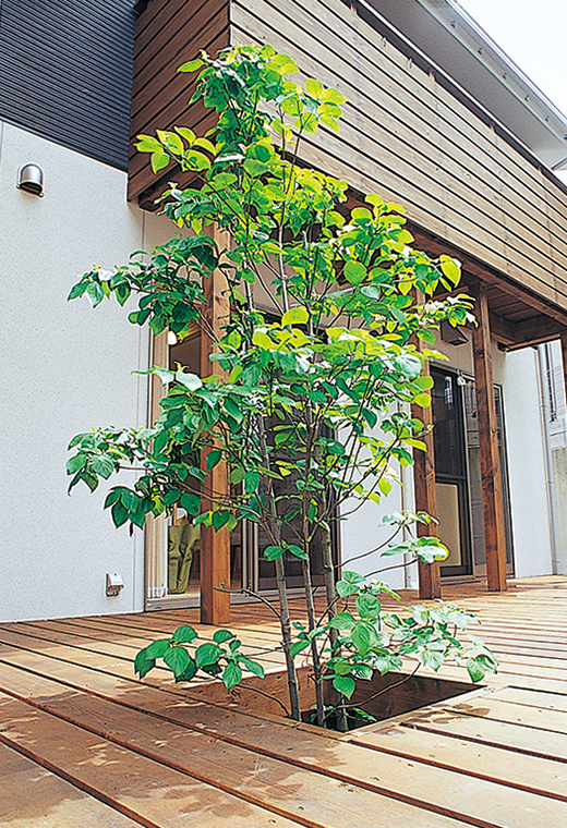 夏木陰